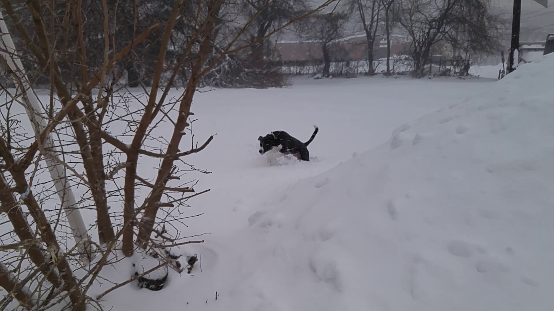 Frolicking and Wood-Chewing